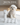 4-in-1 pet clipper and nail grinder kit with a small white dog