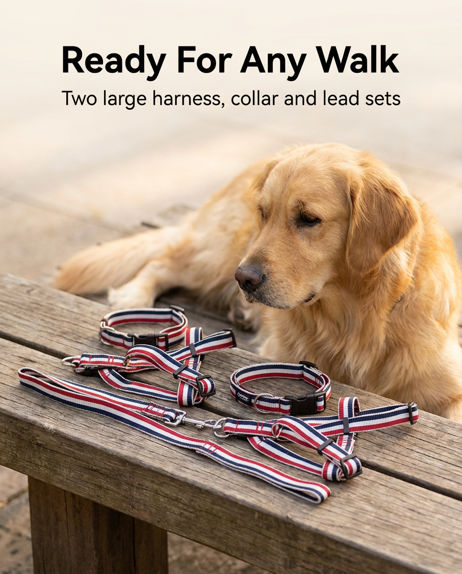 Two large harness, collar and lead sets on a bench beside a dog
