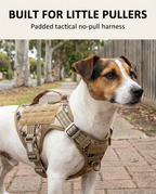 Small dog wearing the tan tactical no-pull harness on a footpath