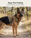 Large dog wearing the tan tactical no-pull harness on a bush track